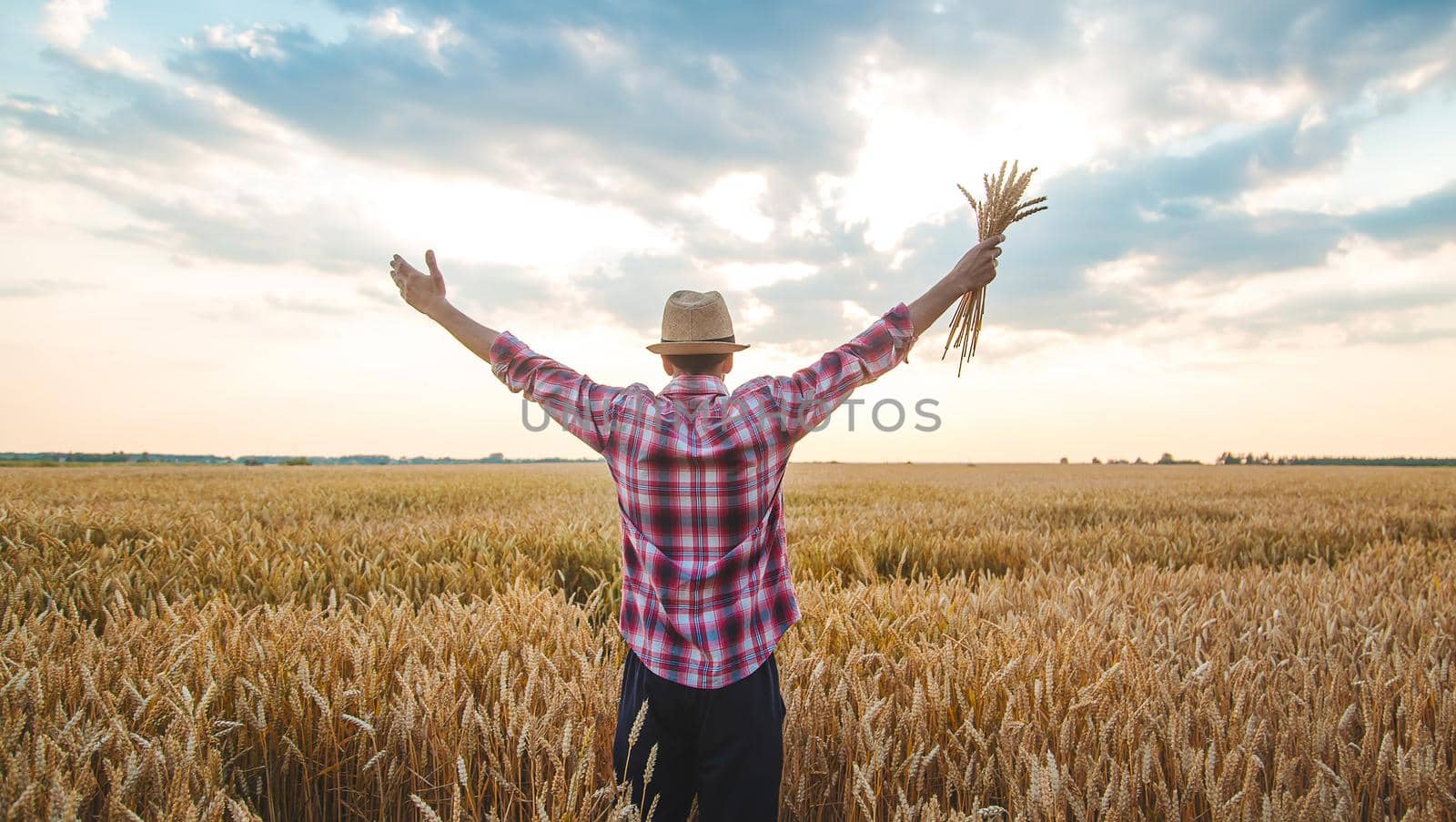 A man farmer holds ears of wheat in his hand in the field. Selective focus. Nature.