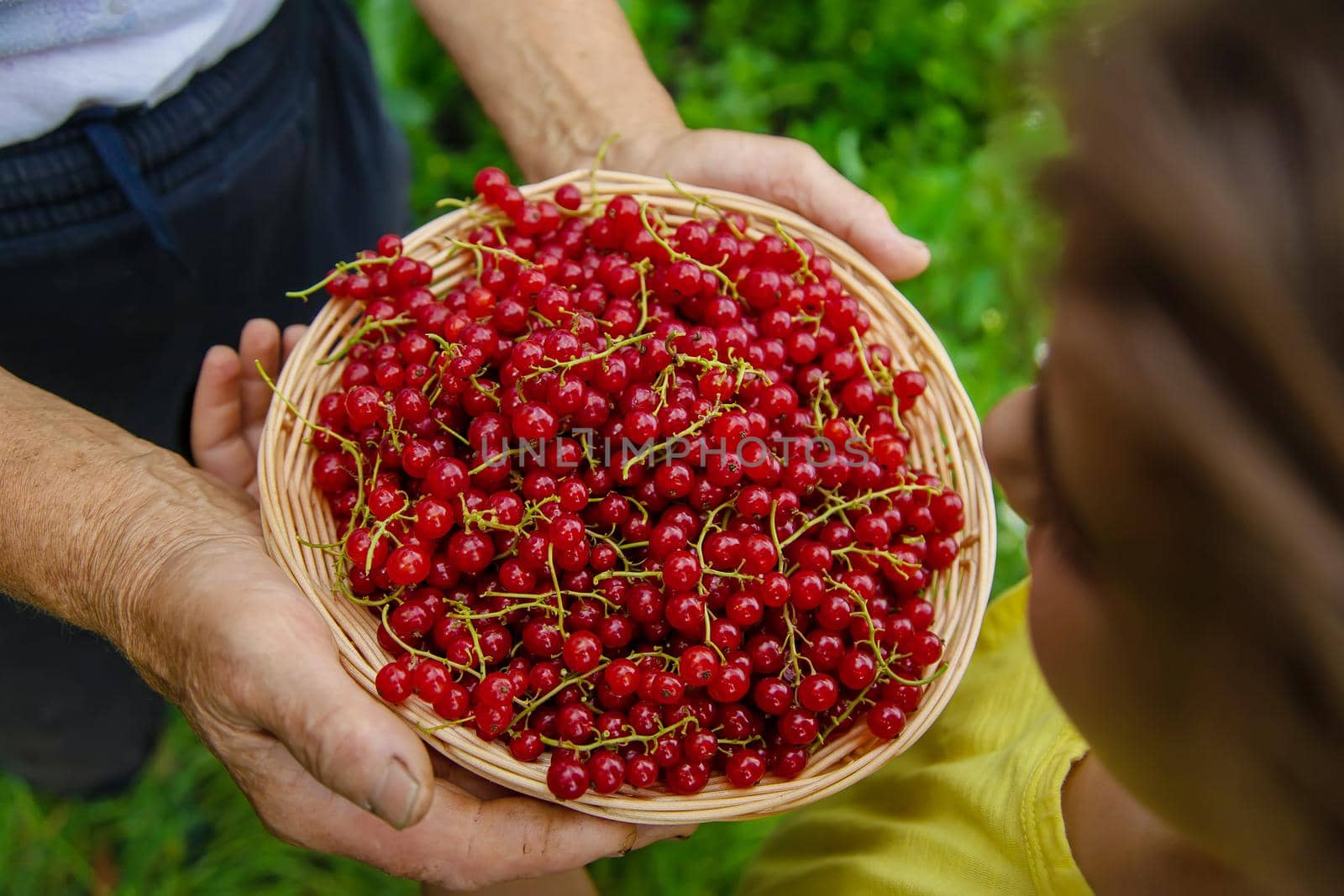 The child and grandmother are harvesting red currants. Selective focus. Food.