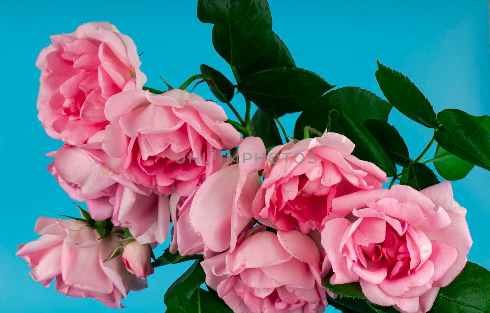 a bouquet of flowers from roses, on a blue background by A_A