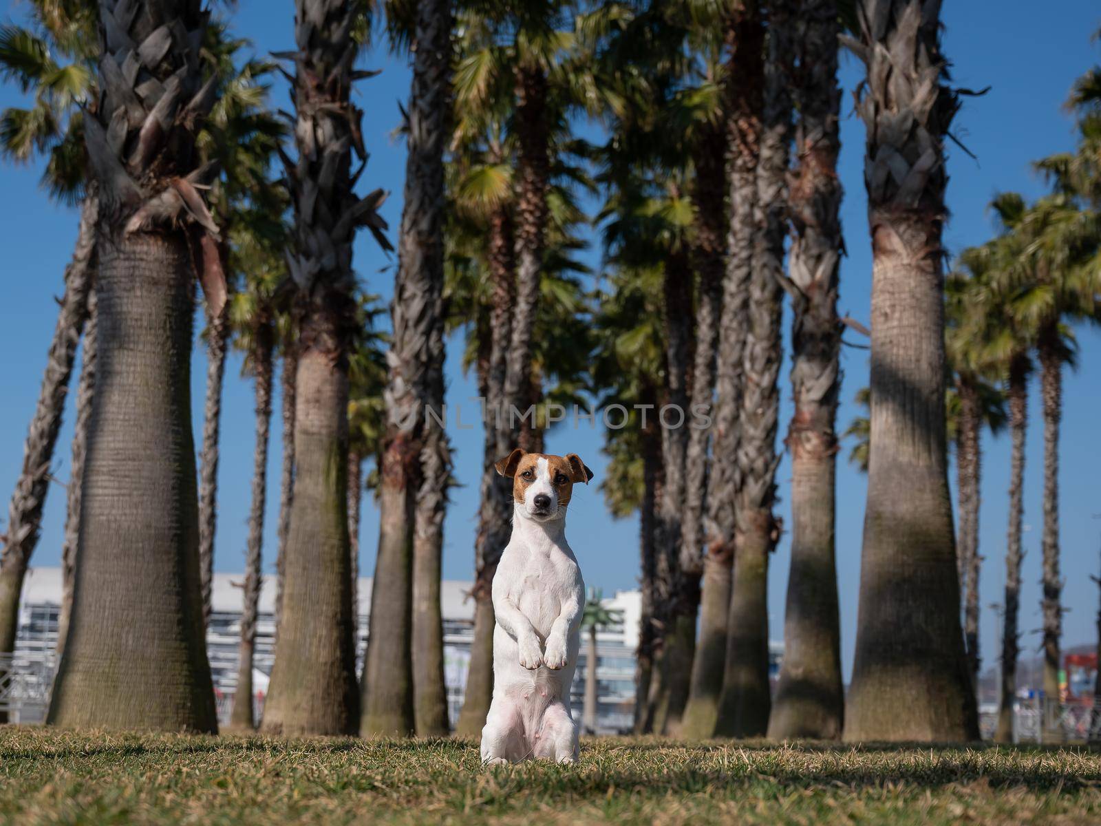 Jack Russell Terrier dog sitting under palm trees