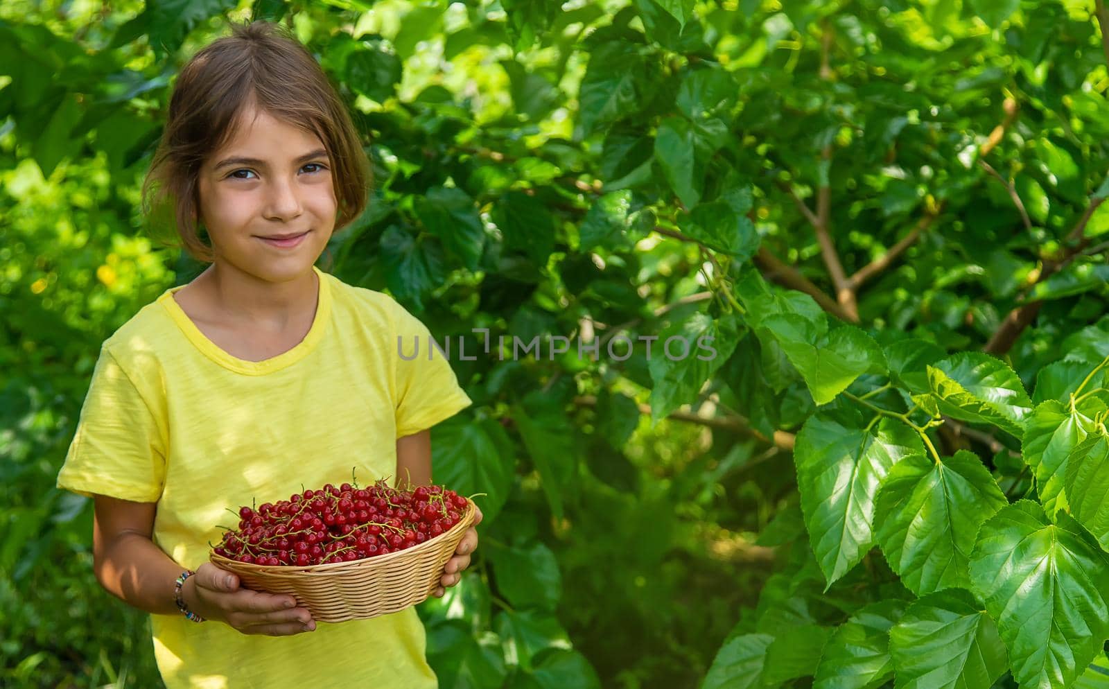 The child is harvesting red currants. Selective focus. Food.