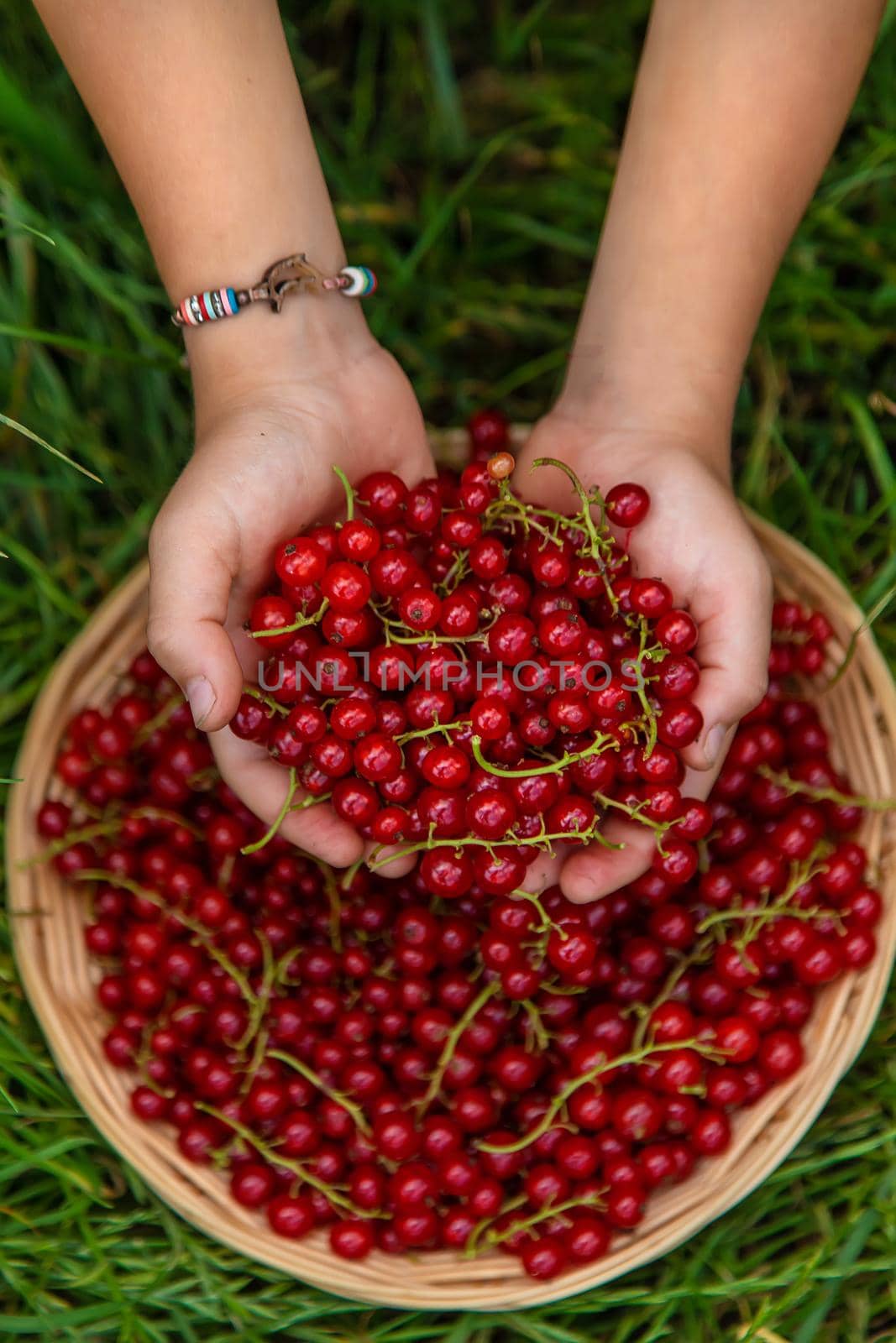 The child is harvesting red currants. Selective focus. Food.