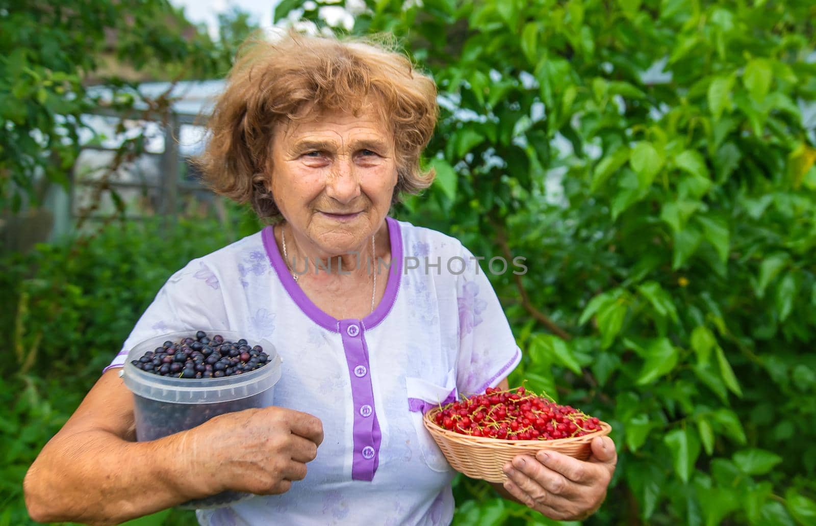 Grandmother harvests currants in the garden. Selective focus. Nature.