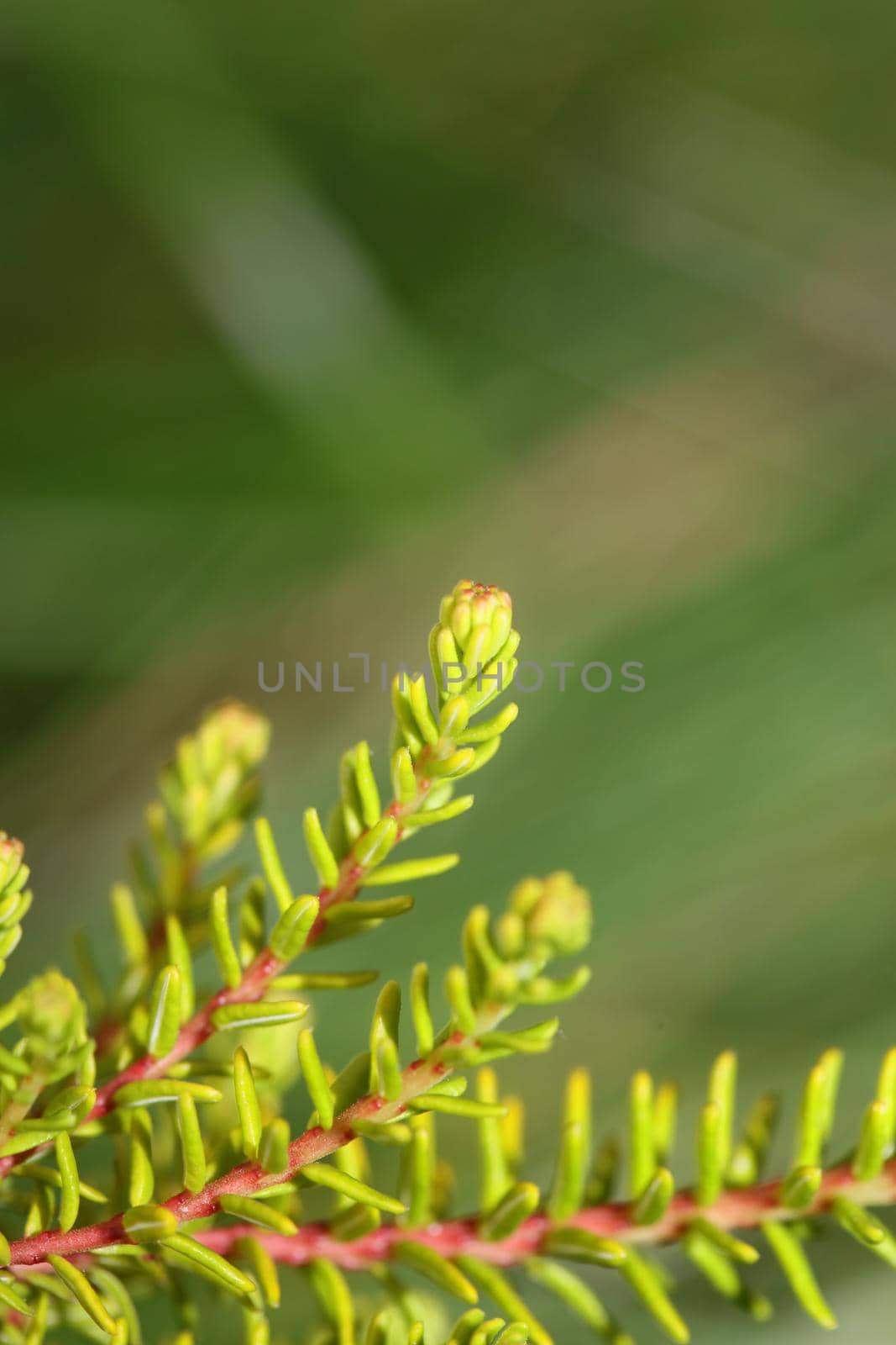 Green leaves close up botanical background erica sativa family ericaceae big size high quality modern prints