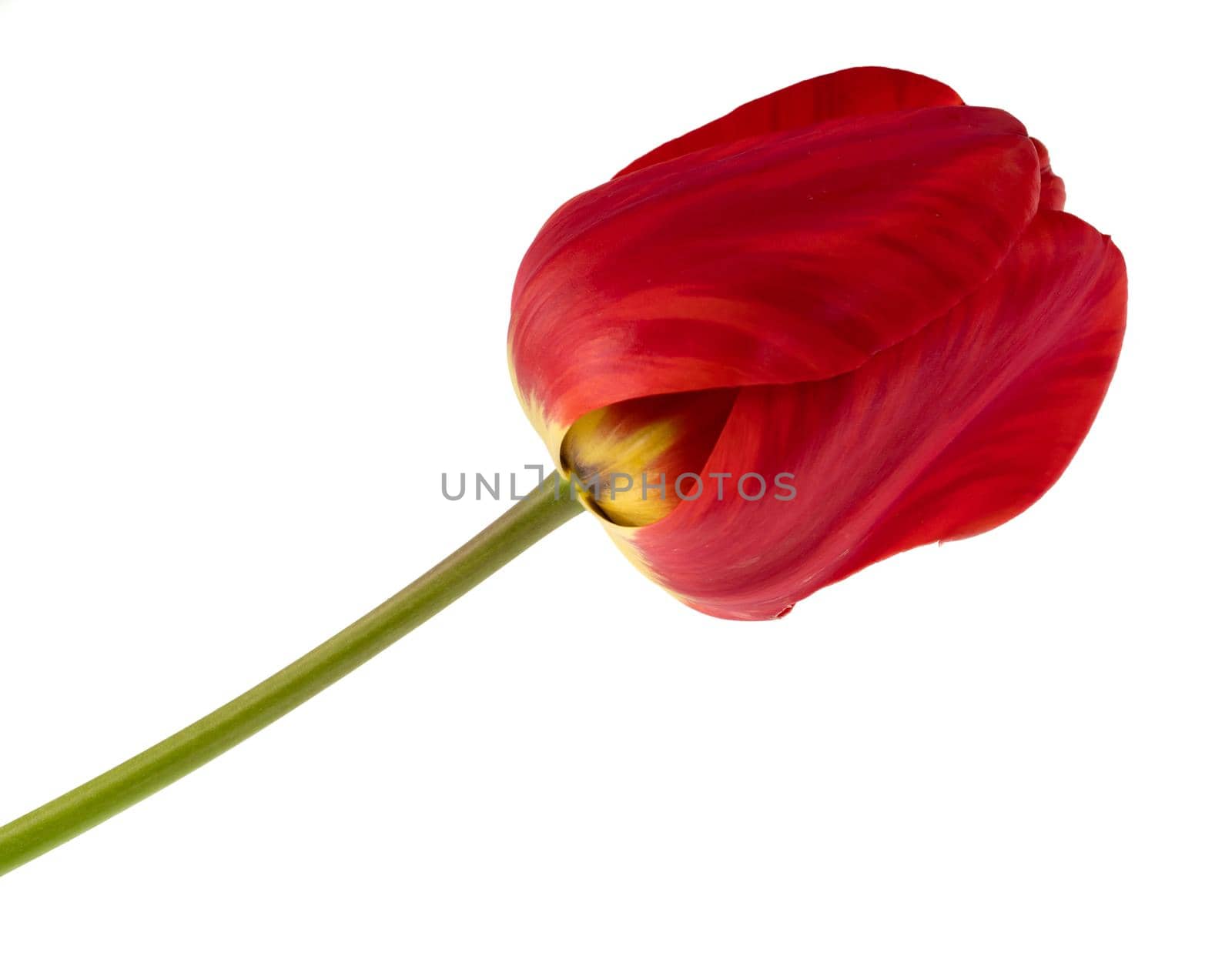 Flowers, blossoming tulip bud, red color, on a white background, isolated by A_A
