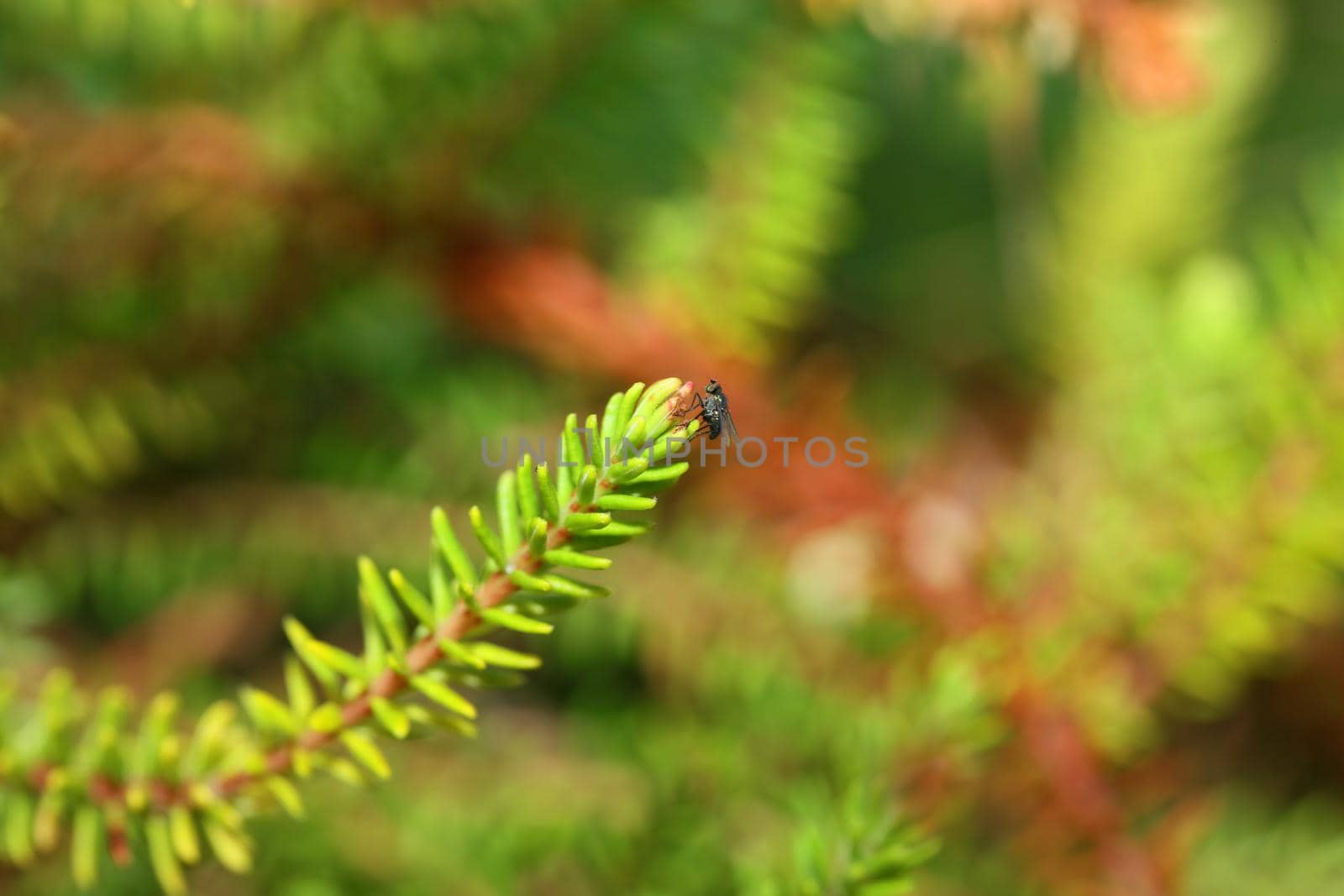 Green leaves close up botanical background erica sativa family ericaceae big size high quality modern prints