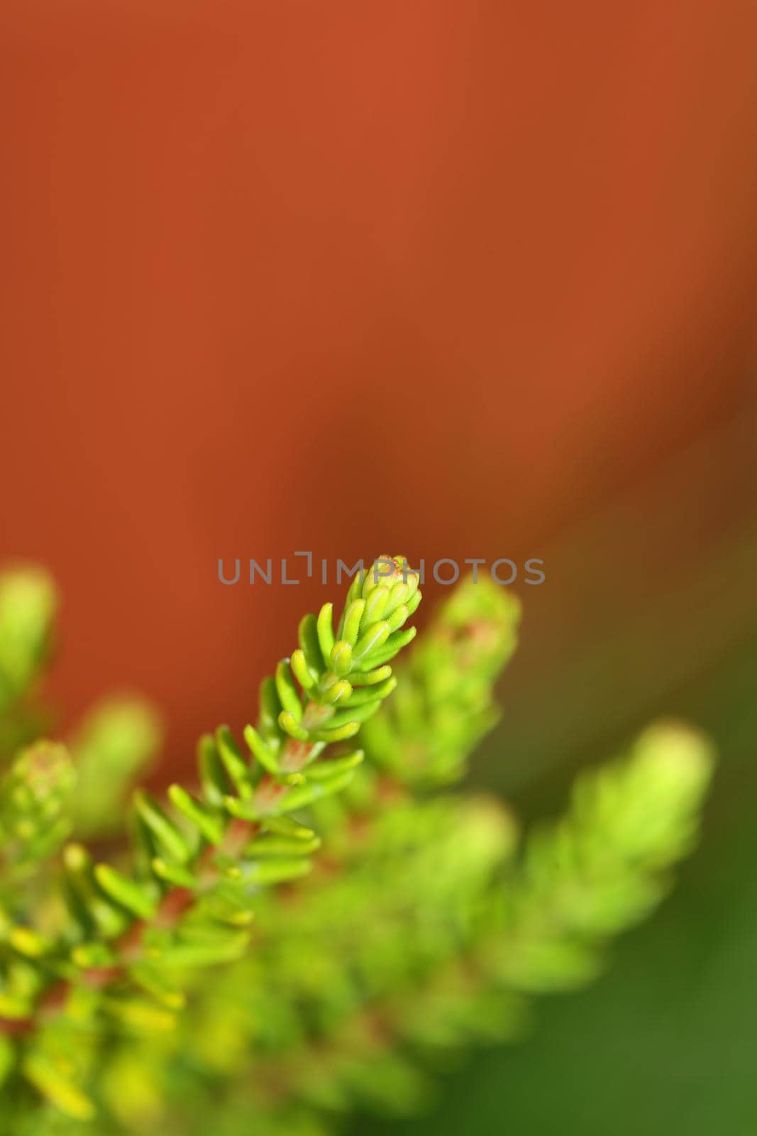 Green leaves close up botanical background erica sativa family ericaceae big size high quality modern print by BakalaeroZz