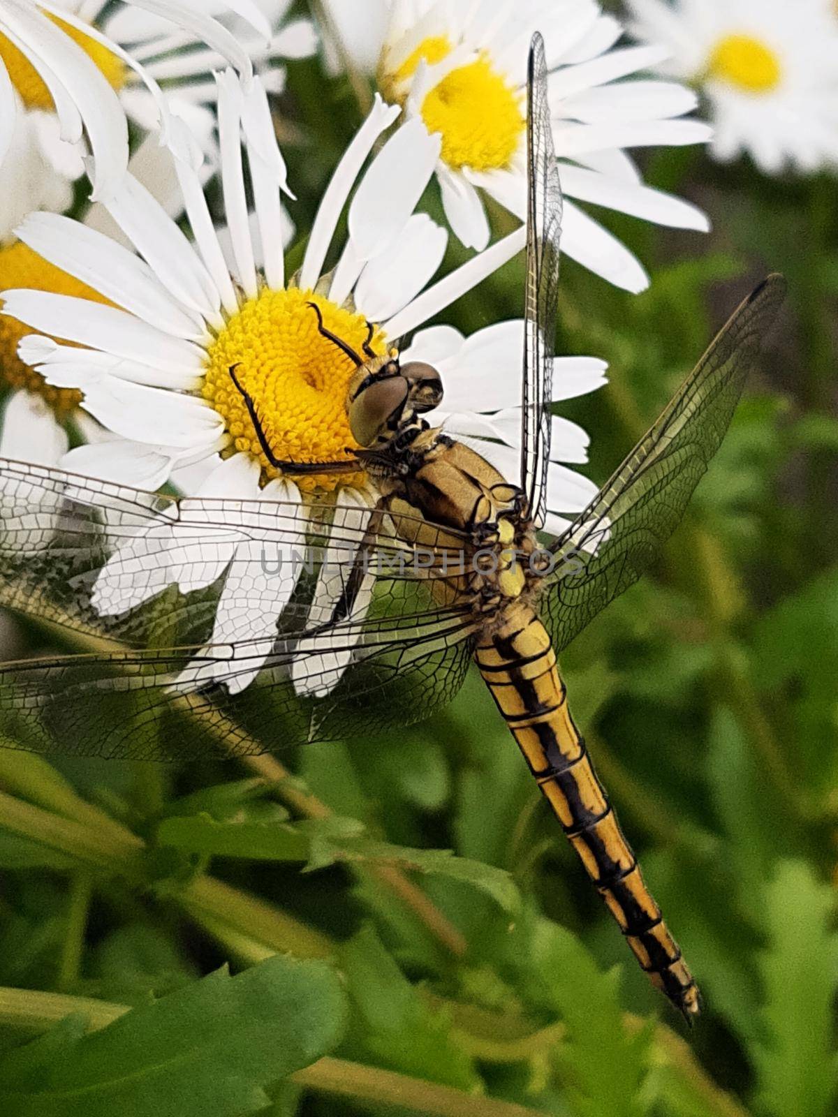 Dragonfly froze on a chamomile flower waiting for prey.