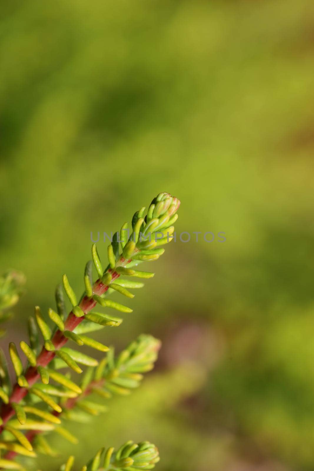 Green leaves close up botanical background erica sativa family ericaceae big size high quality modern prints