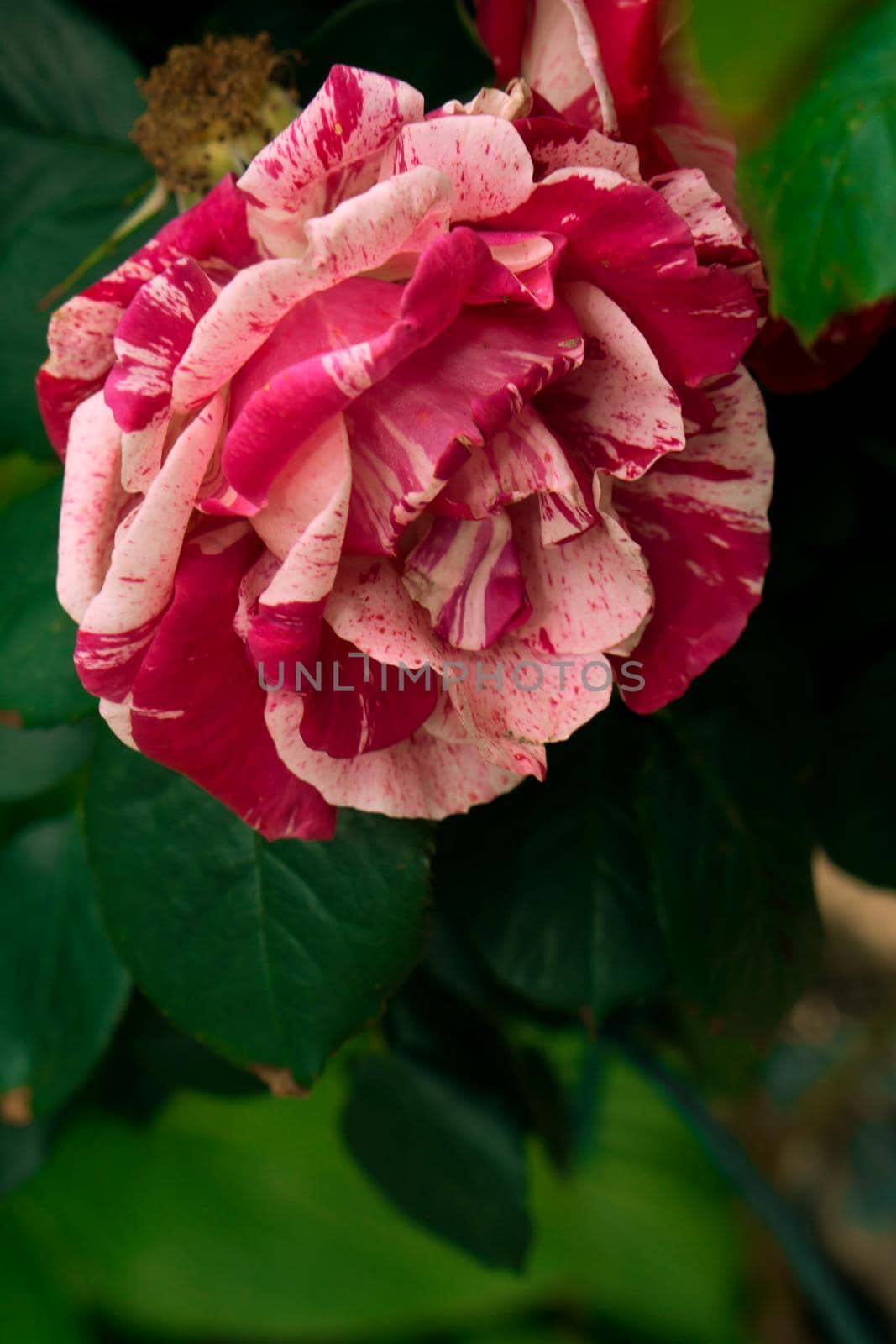 Open buds of a shrub rose with red-white petals on a background, of green leaves of a plant