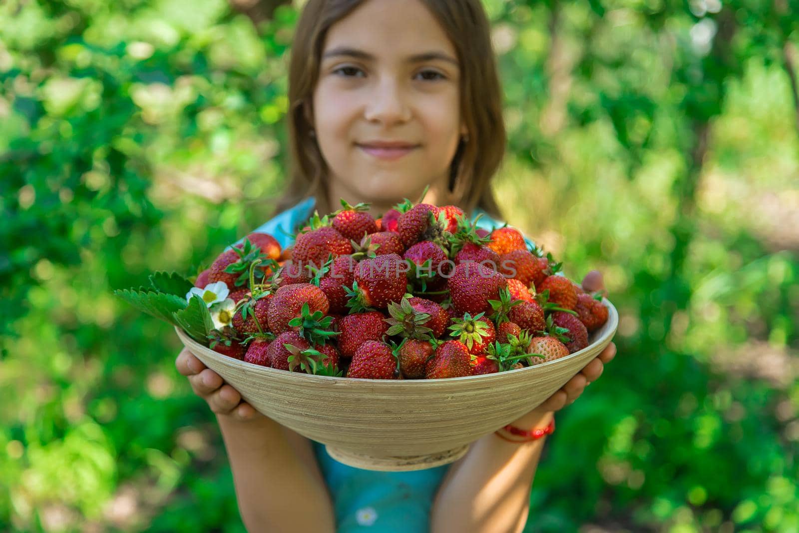 A child harvests strawberries in the garden. Selective focus. Kid.