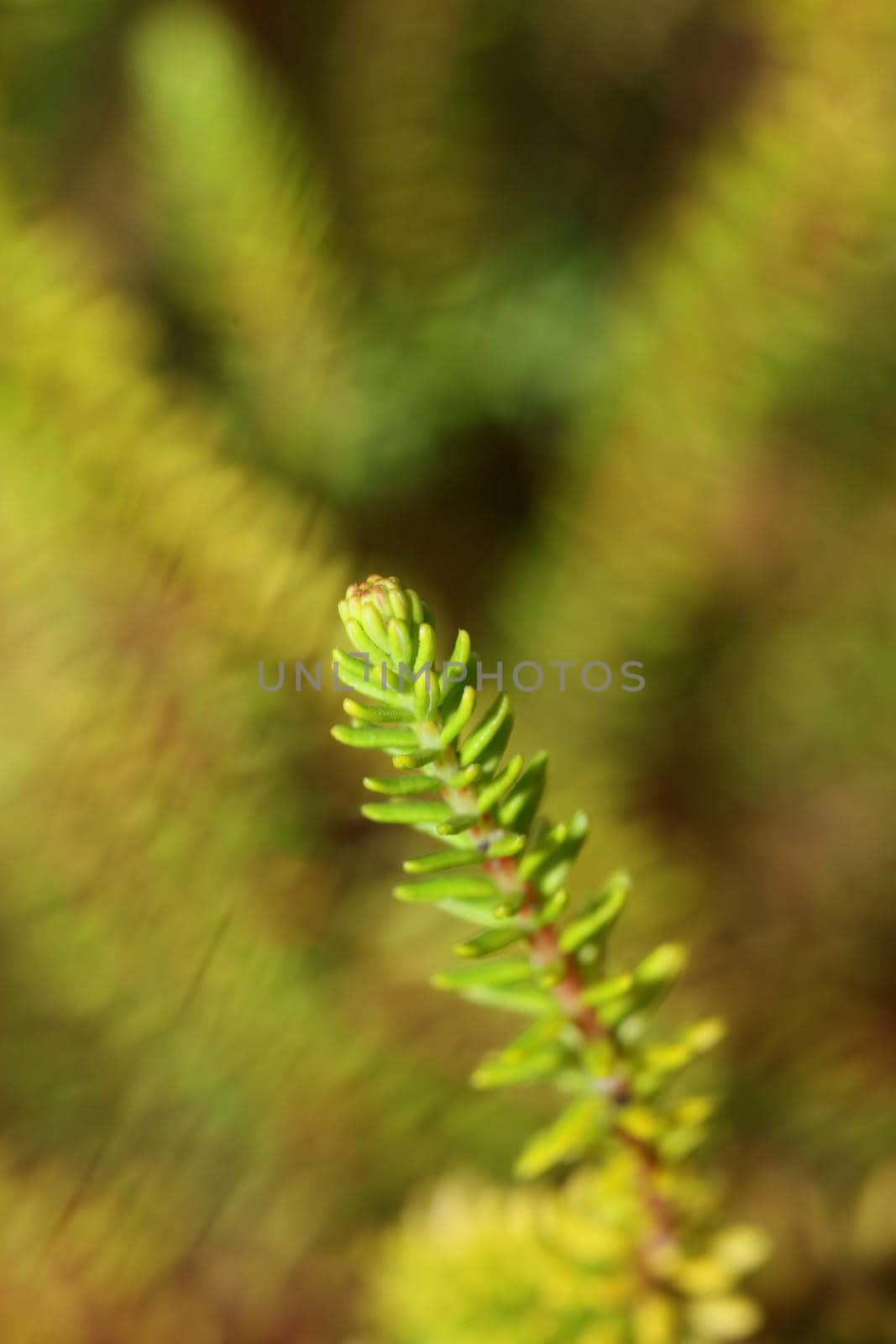 Green leaves close up botanical background erica sativa family ericaceae big size high quality modern print by BakalaeroZz