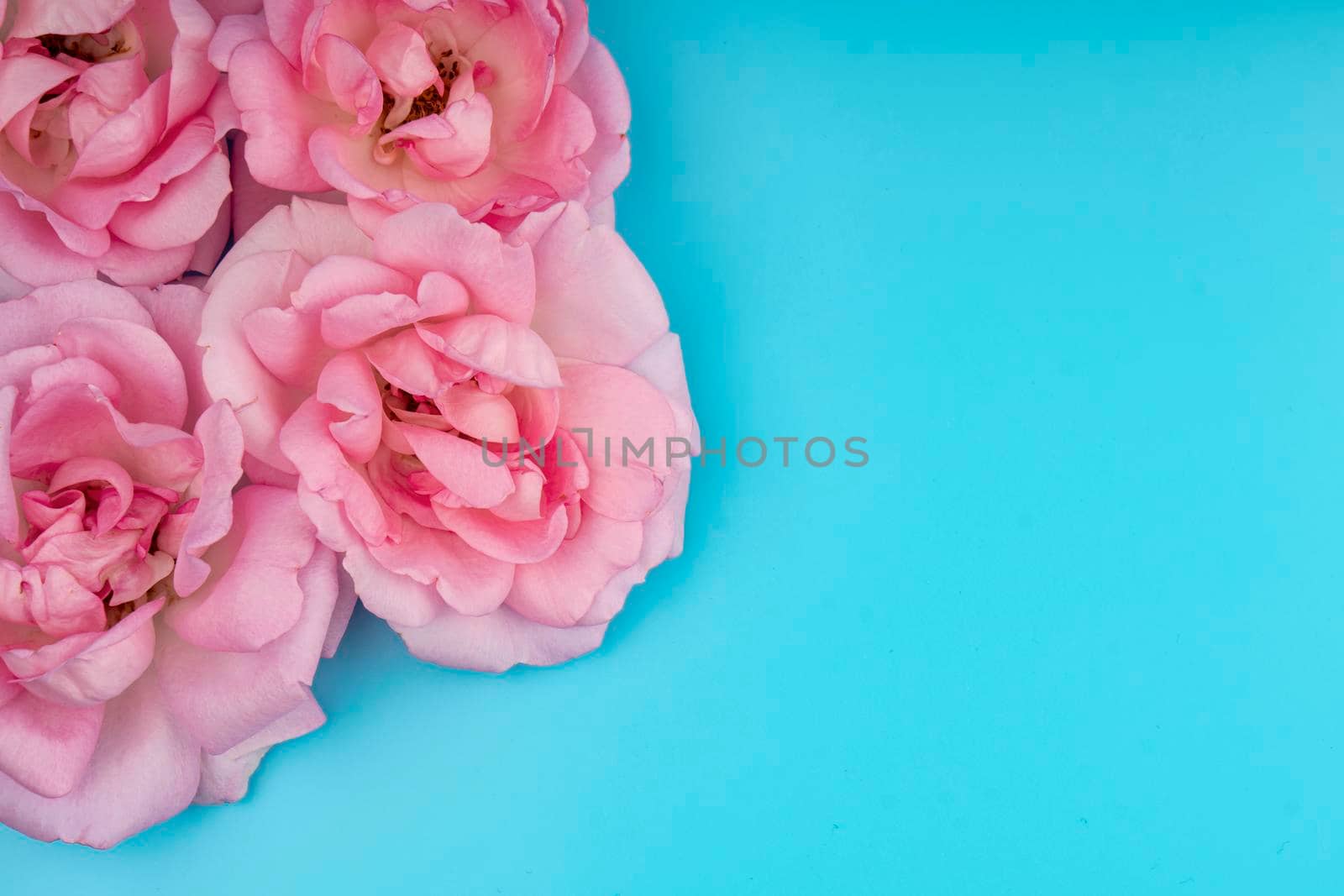 rose flowers, on a blue background, space for text by A_A