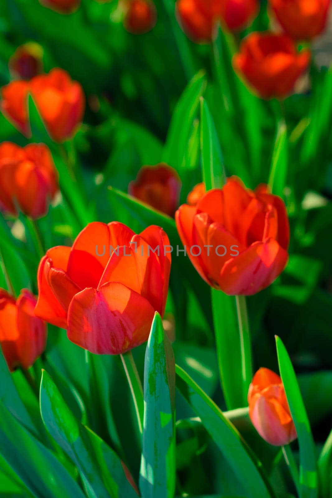 Red tulips opened their buds in spring