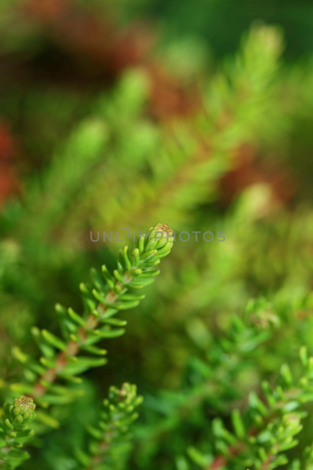 Green leaves close up botanical background erica sativa family ericaceae big size high quality modern prints