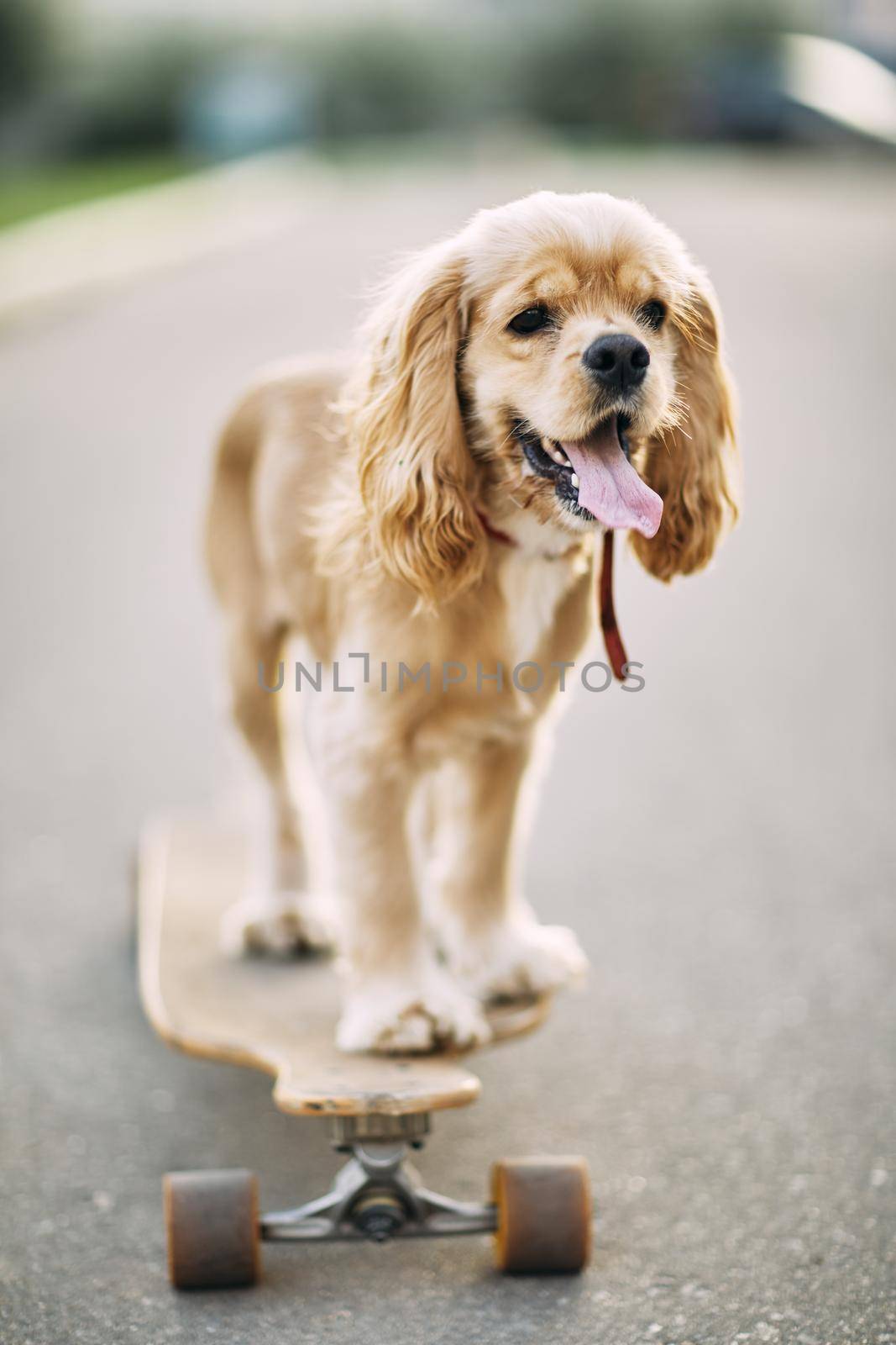 Dog riding a skateboard. The puppy Cocker Spaniel is sitting on longboard by driver-s