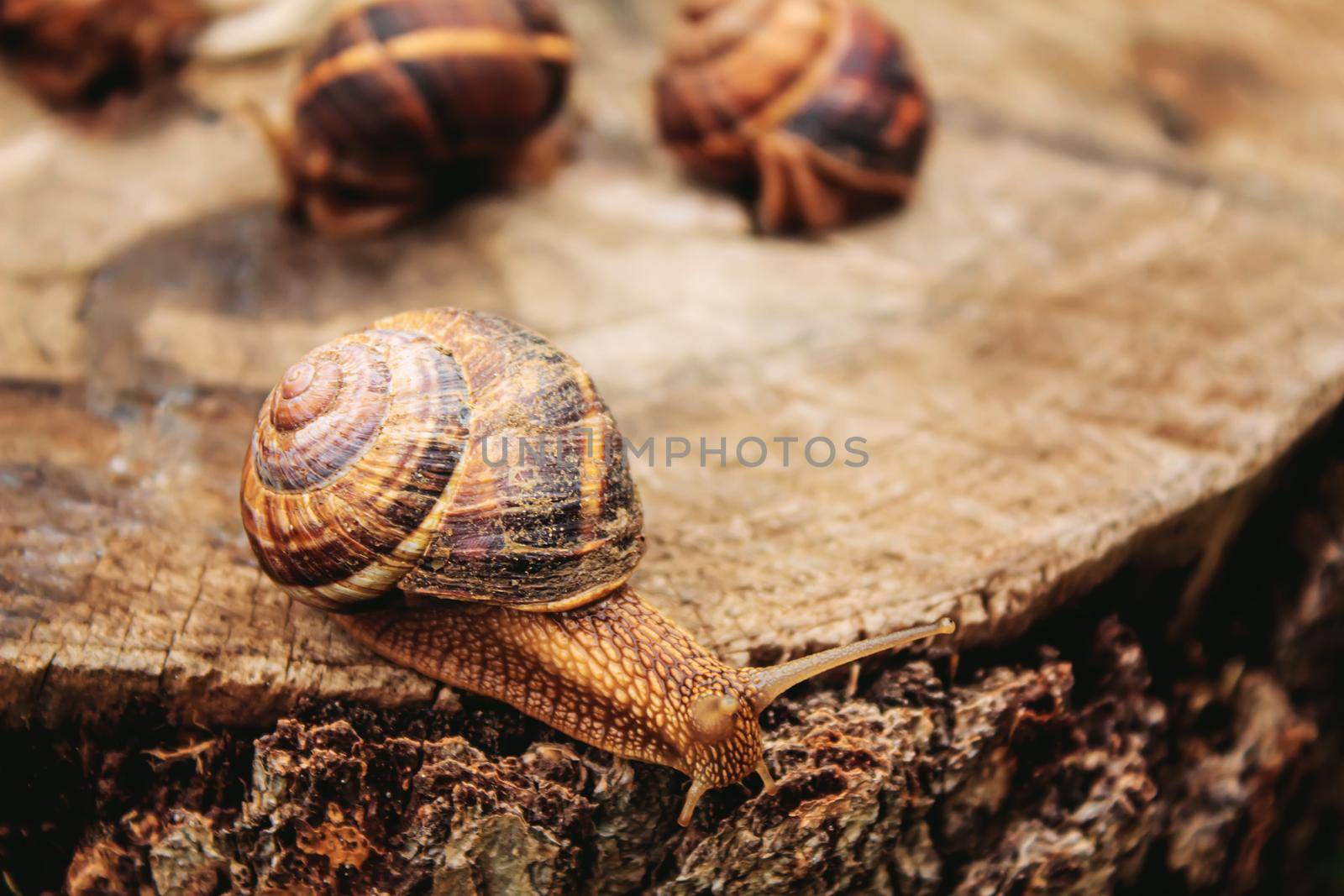 Snails in nature on a tree. Selective focus. Nature