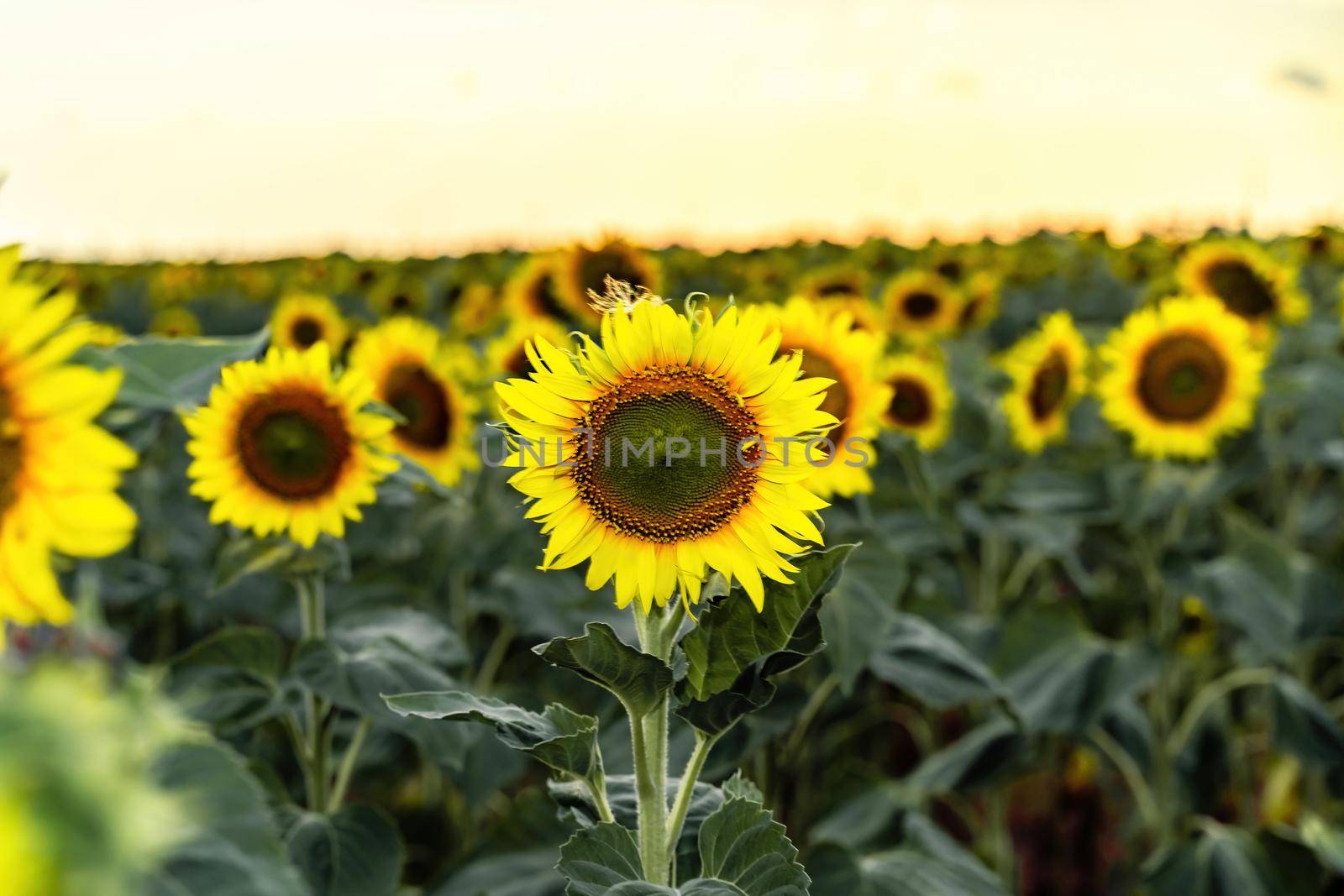 Beautiful sunflower garden. field of blooming sunflowers against the backdrop of sunset. The best kind of sunflower in bloom. Growing sunflowers to make oil. by Matiunina
