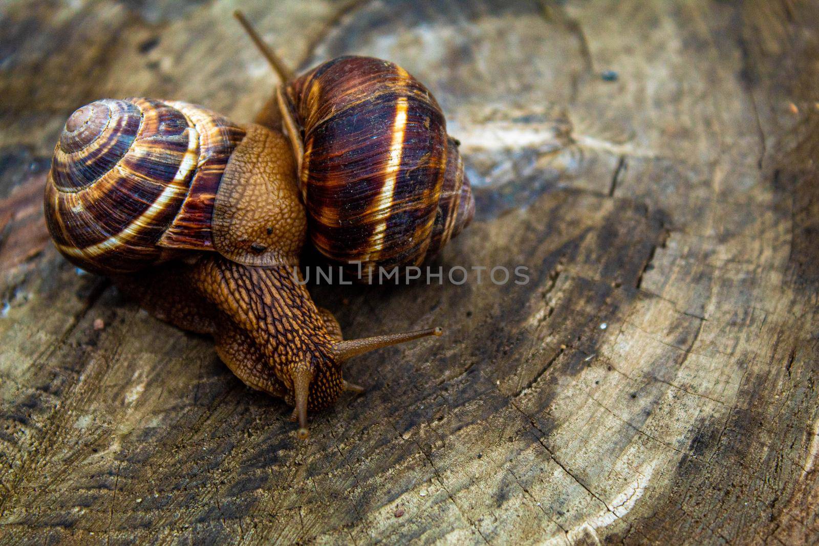 Snails in nature on a tree. Selective focus. by mila1784