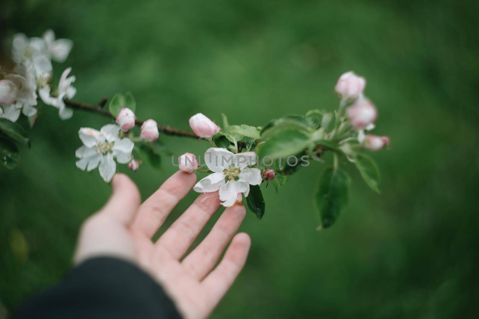 spring background with white flowers and apple leaves. Blur spring blossom background