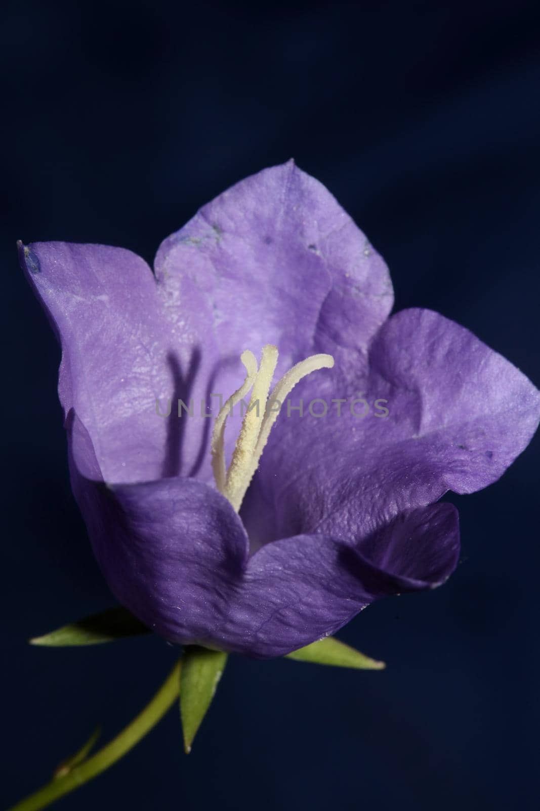 Blue flower blossoming close up trendy botanical background Campanula rhomboidalis family campanulaceae big size print high quality