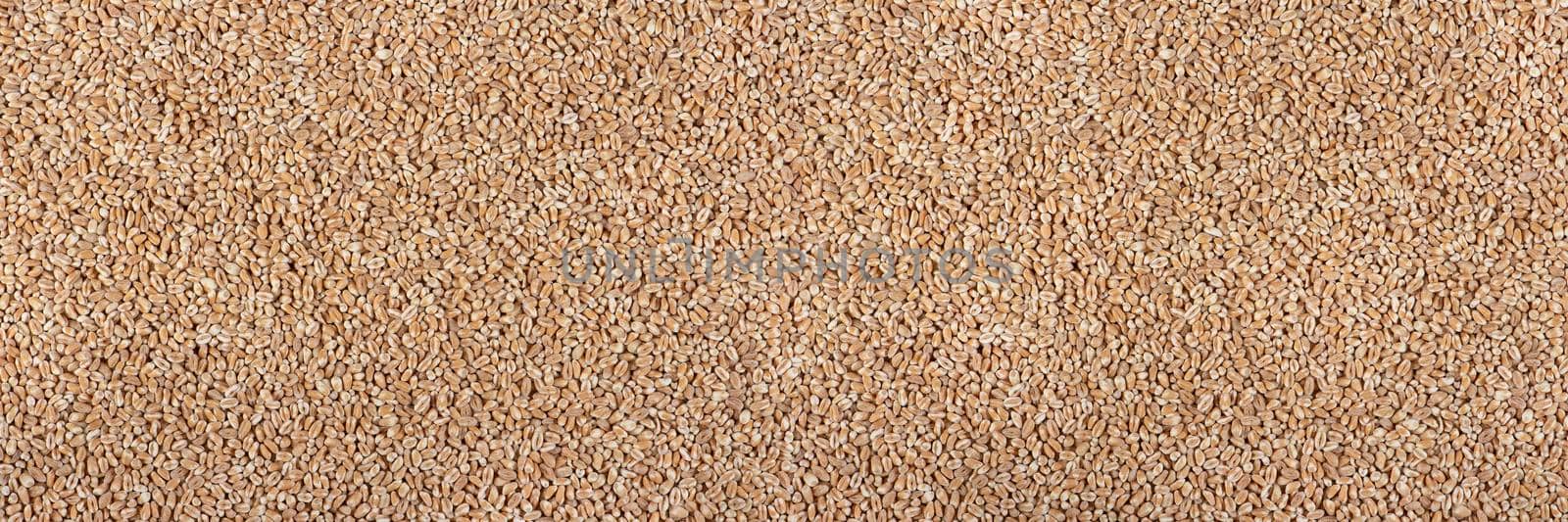 Texture of wheat, grains. Background for dry wheat design. Large size for banner printing or packaging. Top view of an evenly scattered grain of wheat