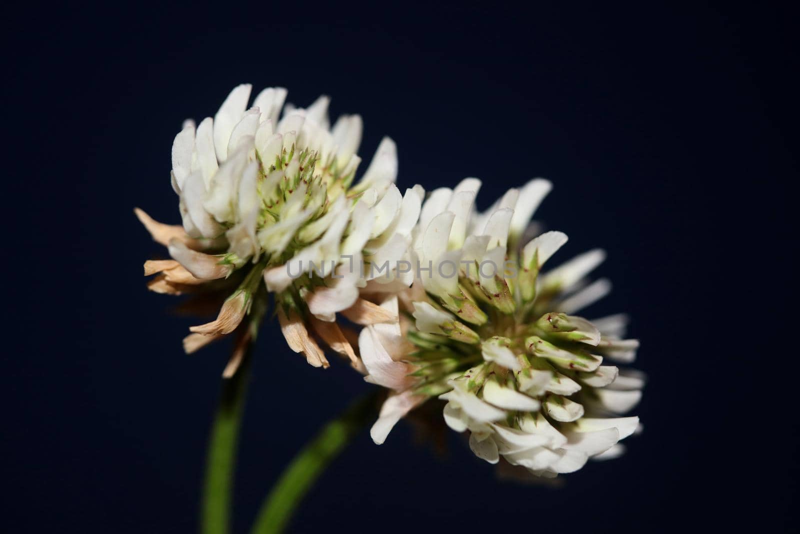 White wild flower blossom close up botanical background Trifolium alexandrinum family leguminosae high quality big size prints