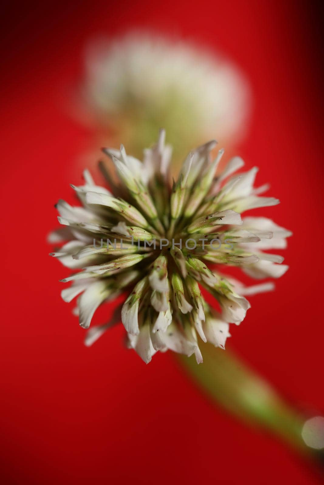 White wild flower blossom close up botanical background Trifolium alexandrinum family leguminosae high quality big size prints