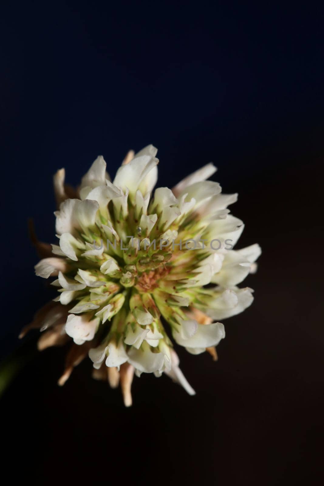 White wild flower blossom close up botanical background Trifolium alexandrinum family leguminosae high quality big size prints