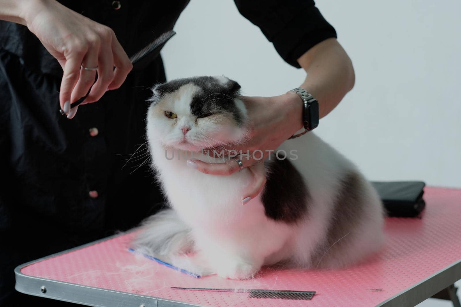 The grooming master holds the cat's head with one hand and cuts it with scissors with the other.