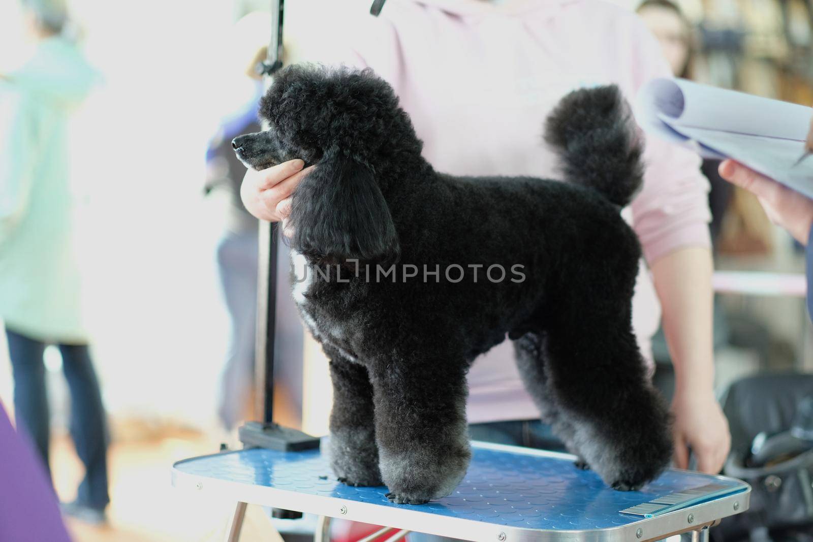 The groomer shows the haircut of the poodle dog from the side on the table.