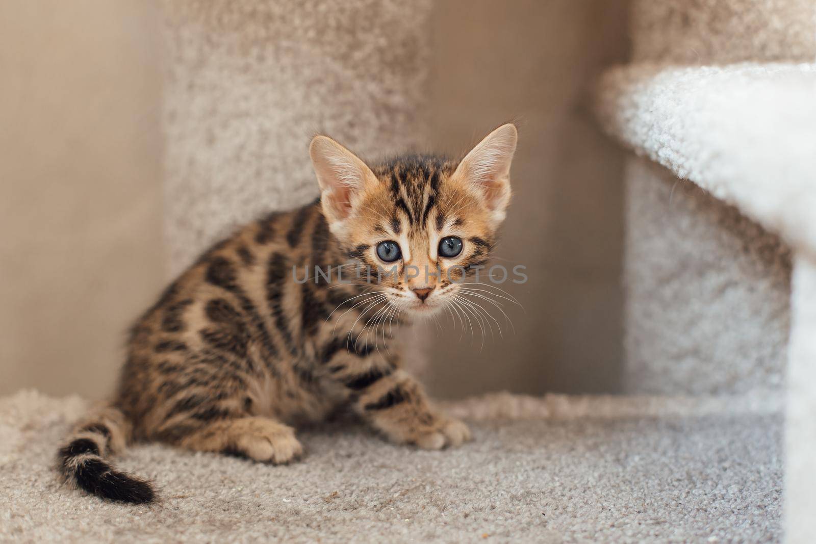 Young cute bengal kitten sitting on a soft cat's shelf of a cat's house indoors.