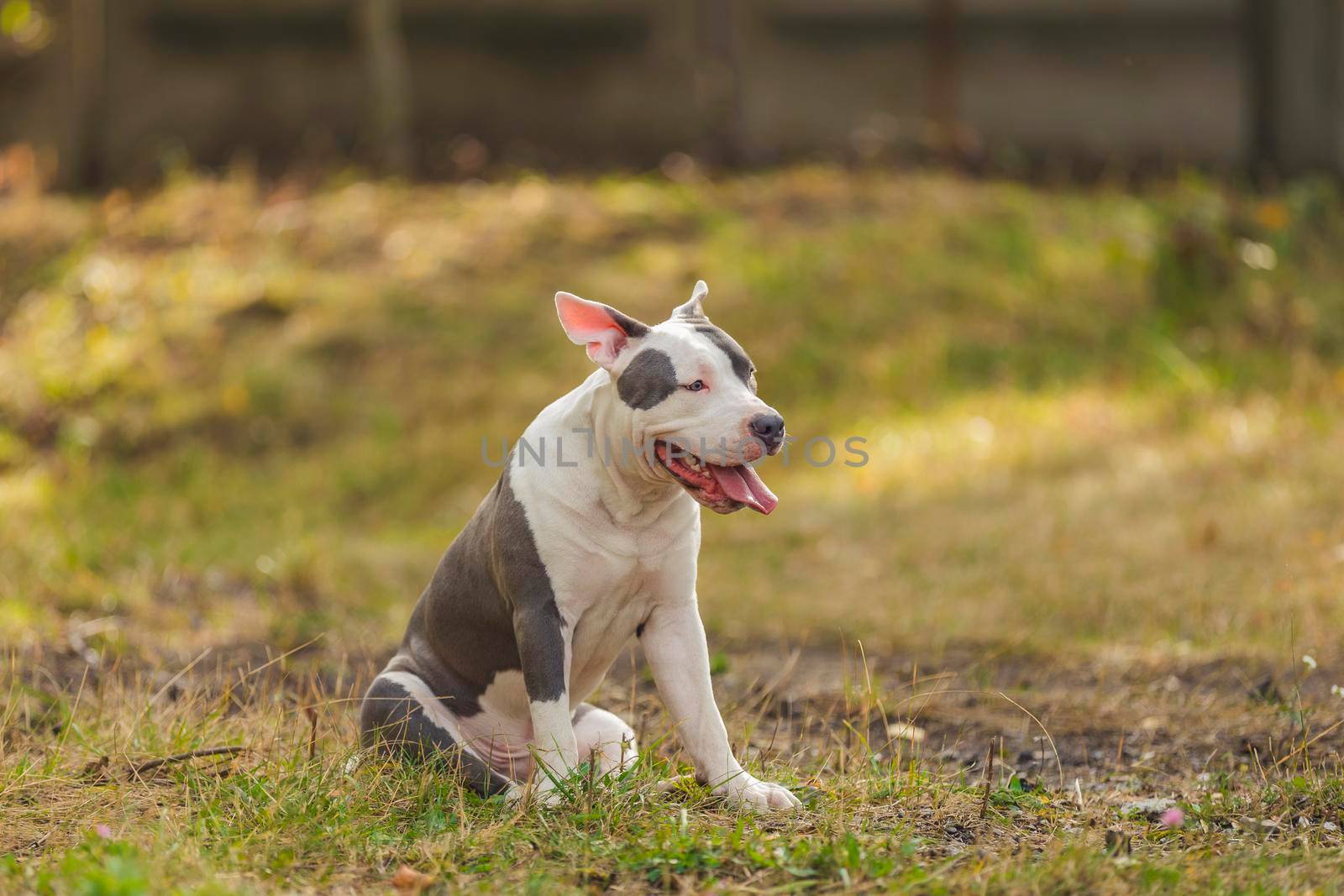 dog breed pit bull terrier on the playground by zokov