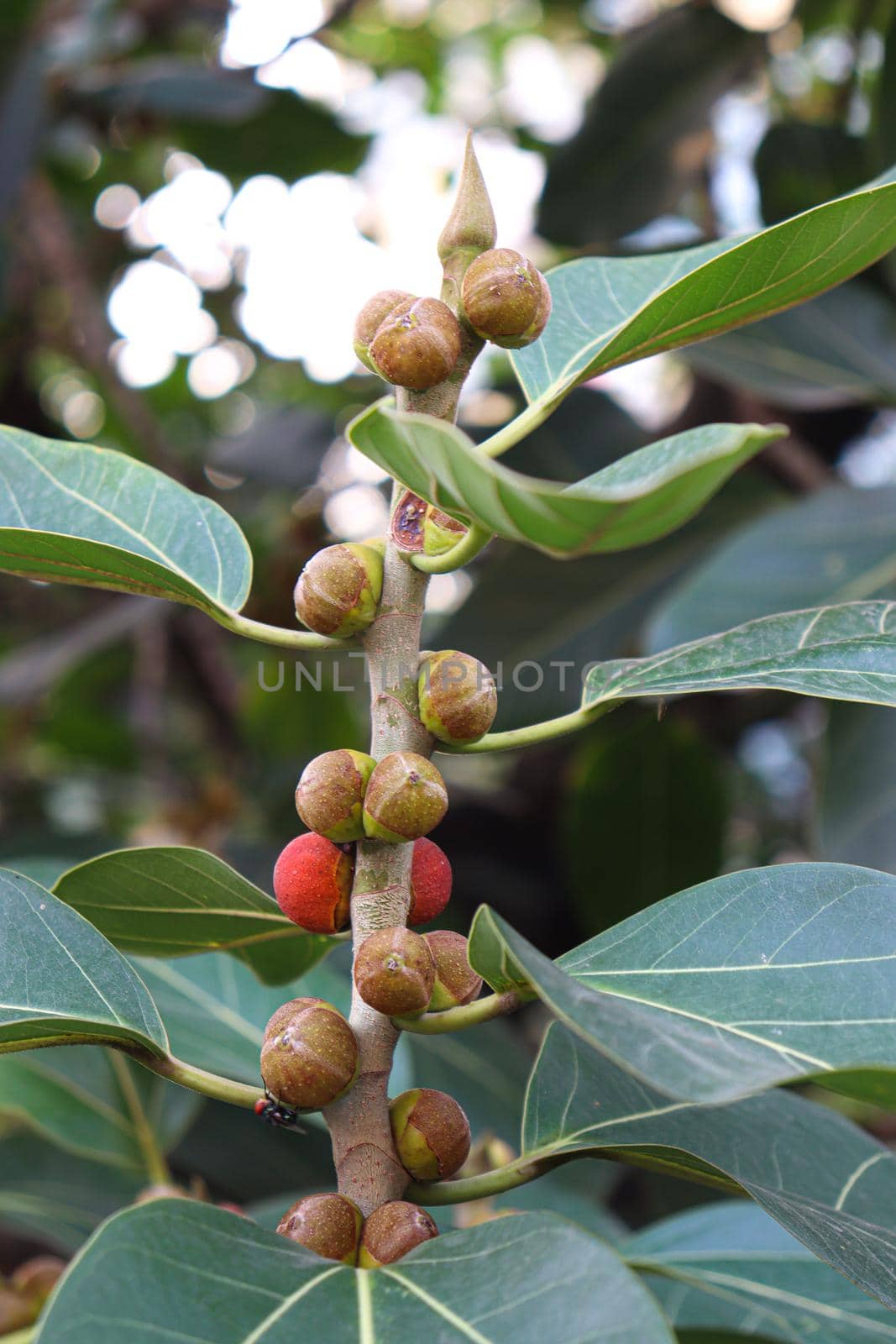 red colored banyan fruit on tree by jahidul2358