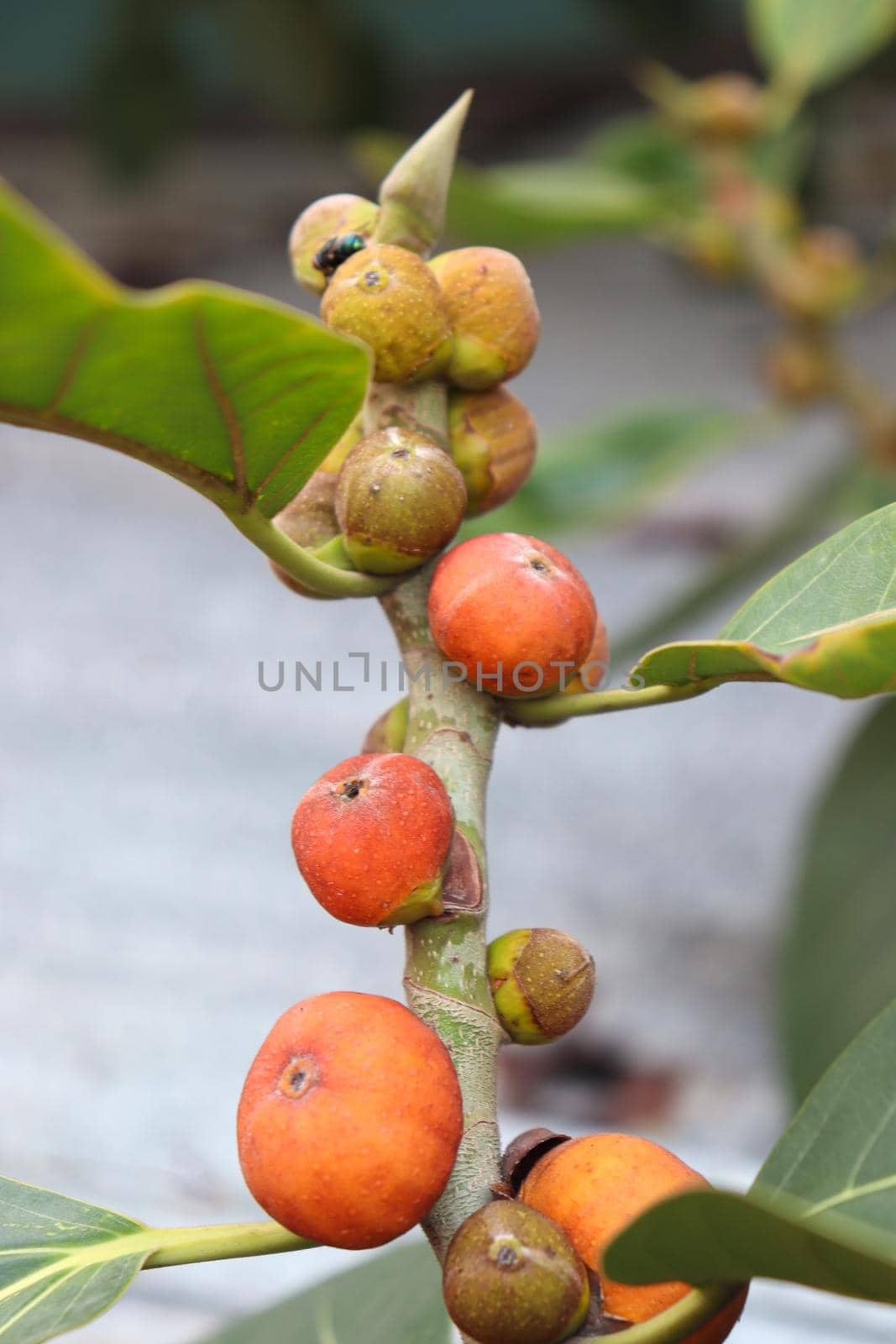 red colored banyan fruit on tree in garden for animal food