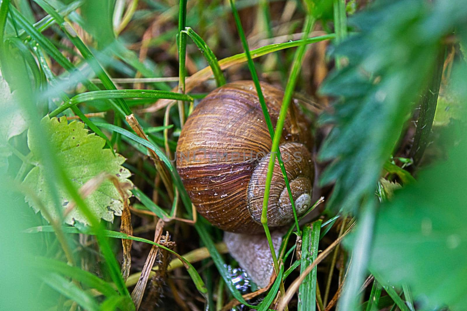 Roman Snail - Helix pomatia, common snail by milastokerpro