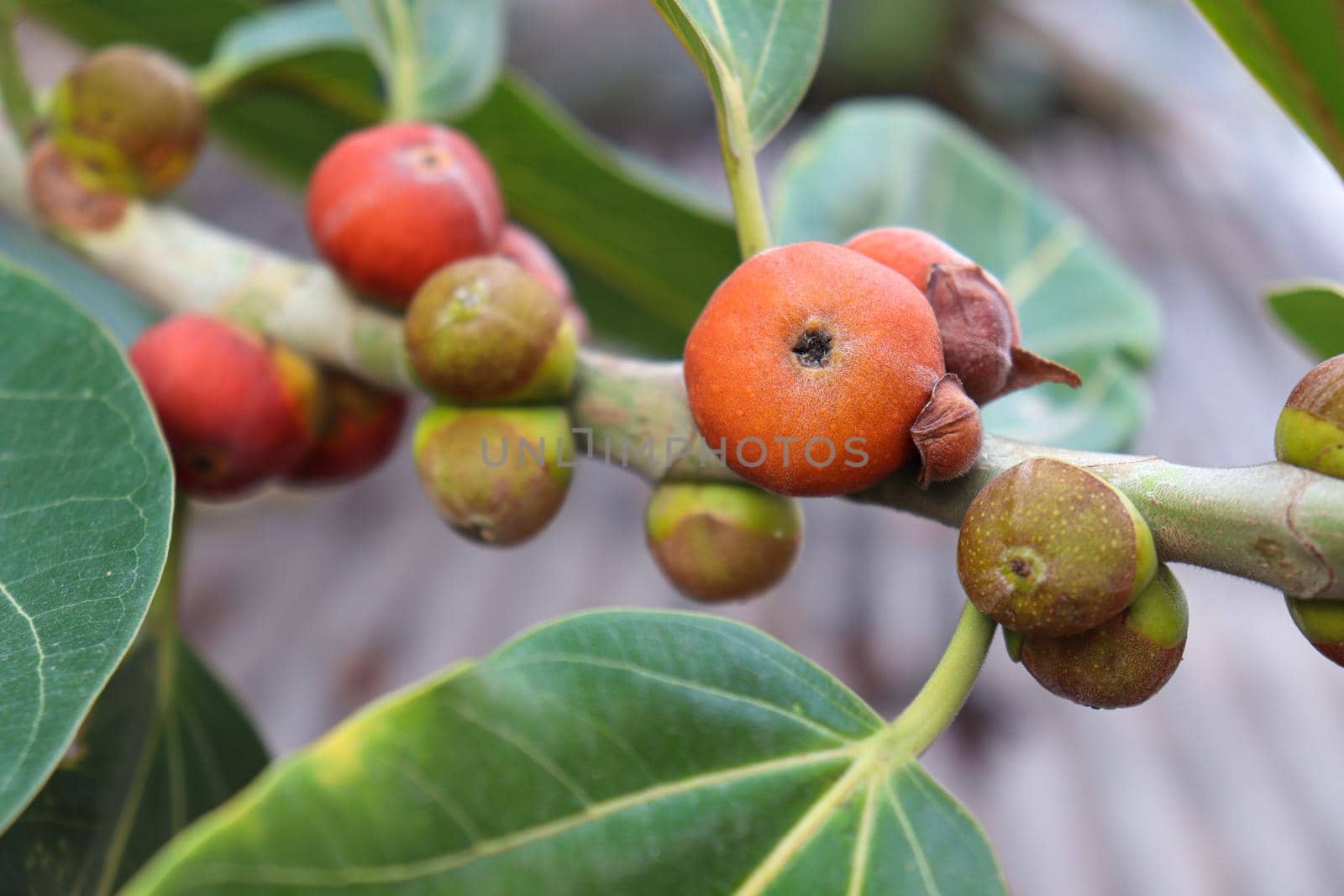 red colored banyan fruit on tree by jahidul2358