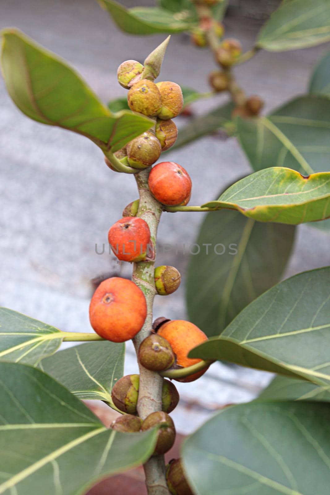 red colored banyan fruit on tree in garden for animal food