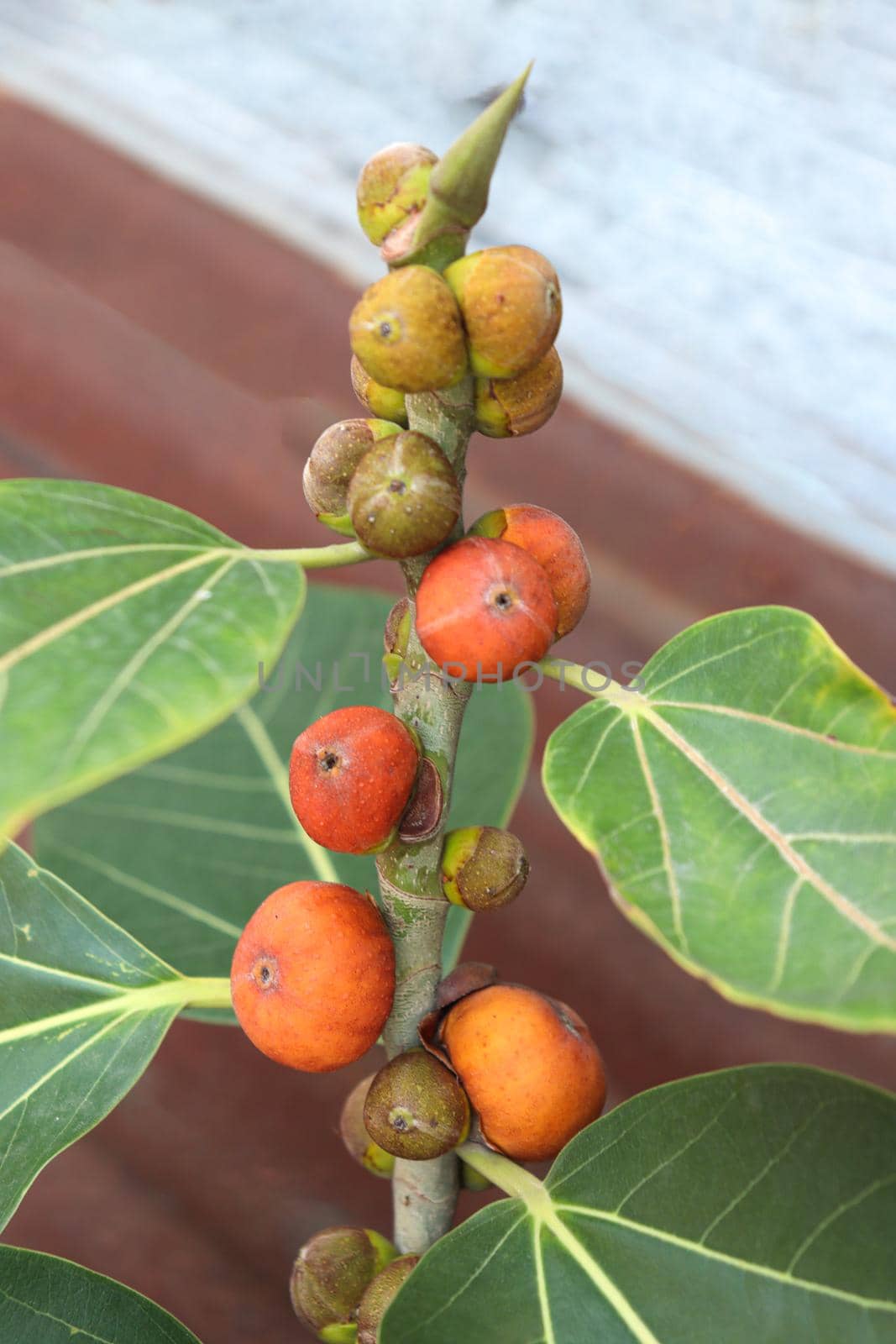 red colored banyan fruit on tree by jahidul2358