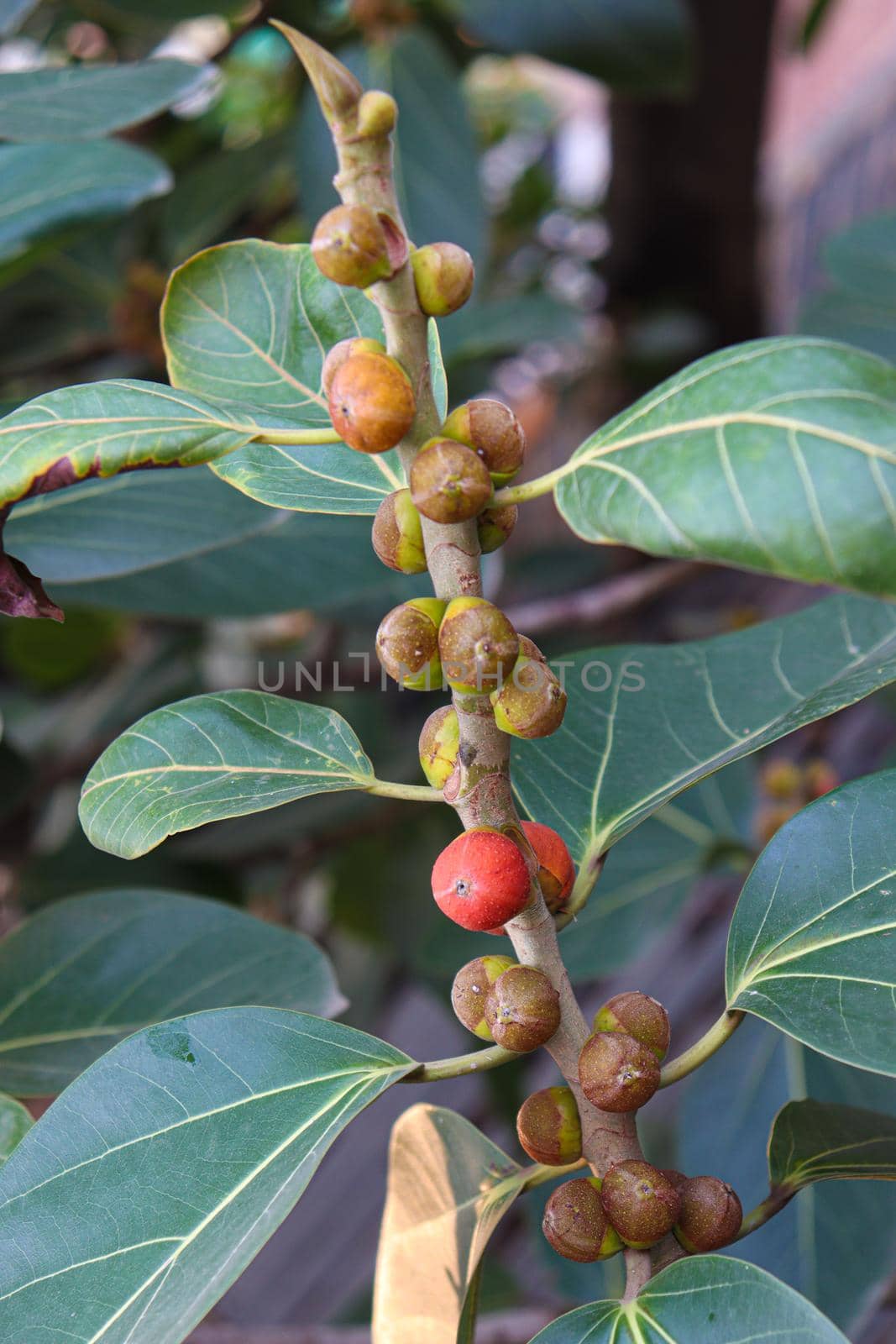 red colored banyan fruit on tree in garden for animal food