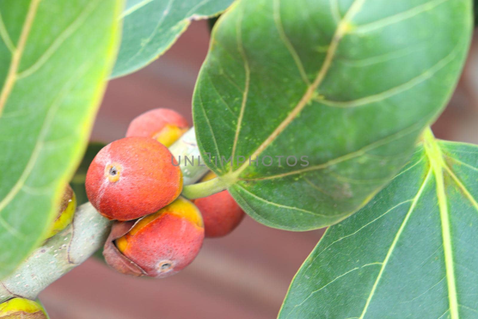 red colored banyan fruit on tree in garden for animal food