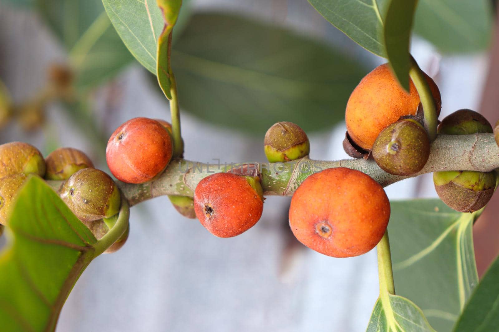 red colored banyan fruit on tree by jahidul2358