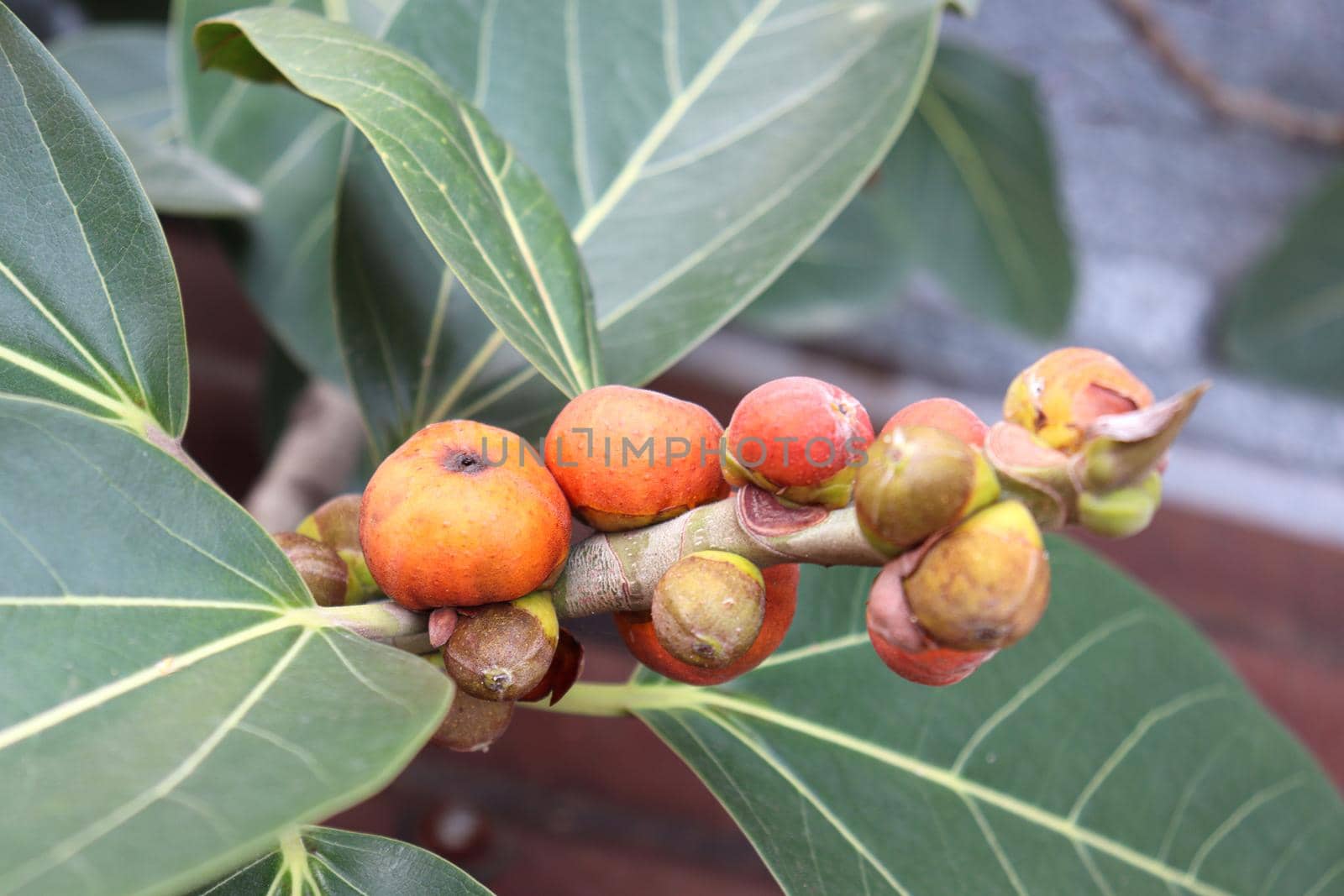 red colored banyan fruit on tree in garden for animal food