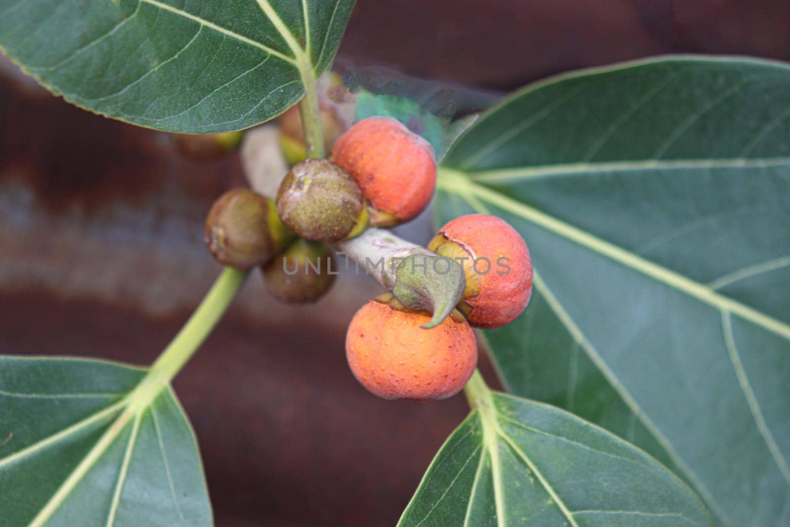 red colored banyan fruit on tree by jahidul2358