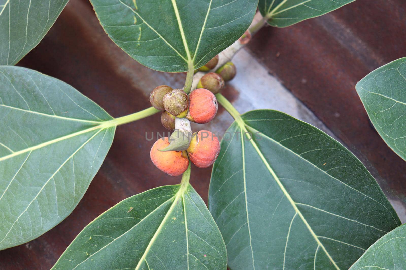 red colored banyan fruit on tree in garden for animal food