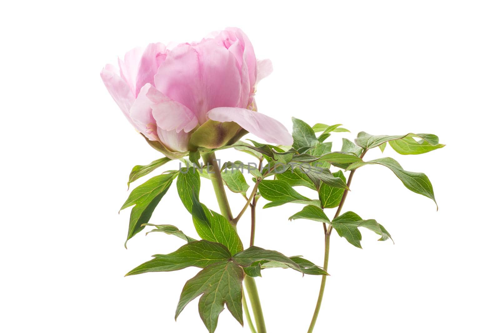 Beautiful big pink peony close-up, isolated on a white background.