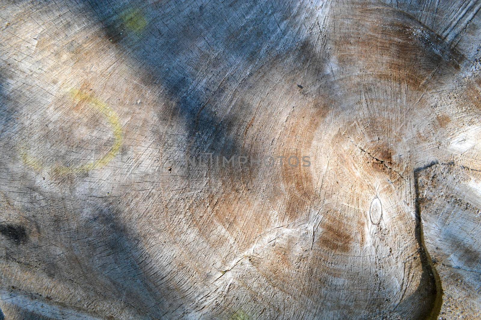 Wooden cross section showing growth rings. Wood structure, abstract background. Copy space. Dry old tree with cracks. High quality photo