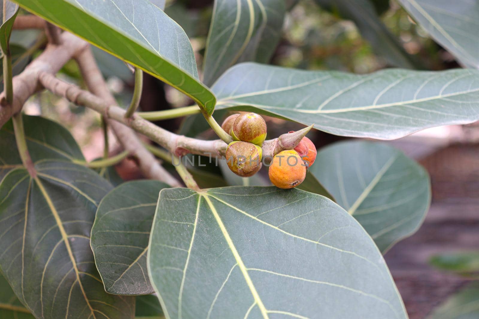 red colored banyan fruit on tree in garden for animal food