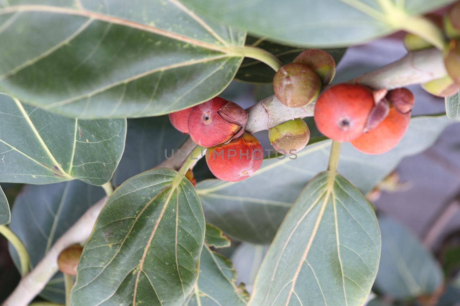 red colored banyan fruit on tree by jahidul2358