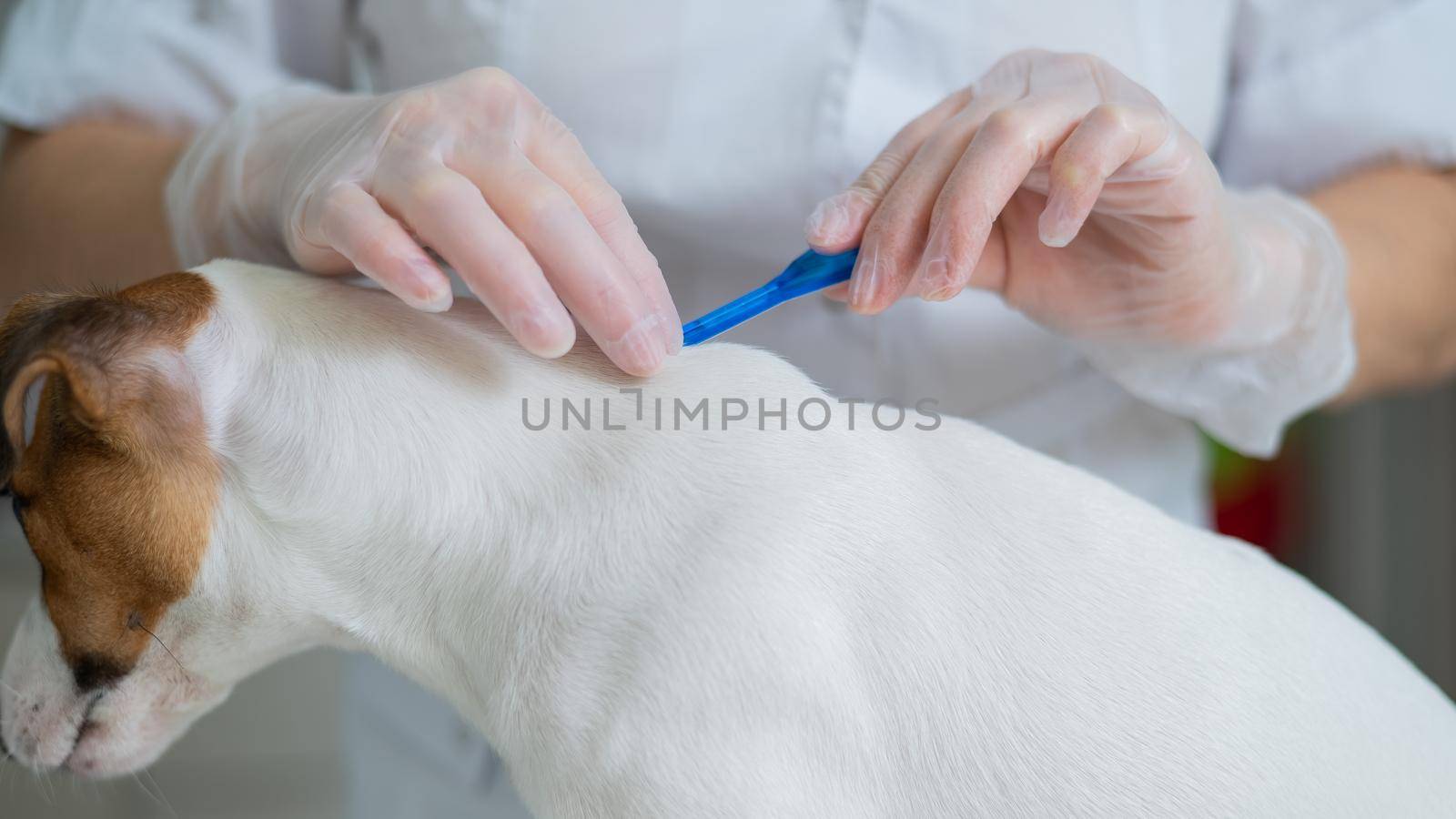 A veterinarian treats a dog from parasites by dripping medicine on the withers